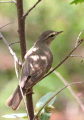Phylloscopus trochilus acredula