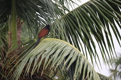 Centropus sinensis