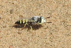 Philanthus albopilosus