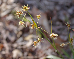 Luzula bulbosa