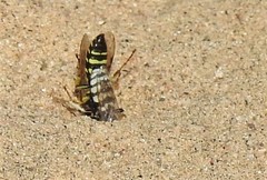 Philanthus albopilosus