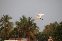 Bubulcus ibis