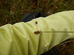 Carex rotundata