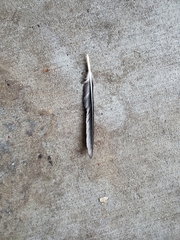 Corvus brachyrhynchos