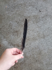 Corvus brachyrhynchos