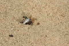 Philanthus albopilosus