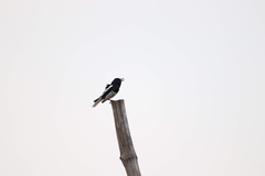 Copsychus saularis