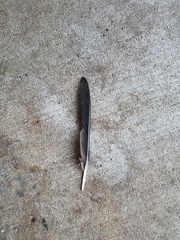 Corvus brachyrhynchos