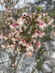 Erica spectabilis