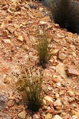 Thamnochortus lucens