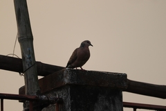 Streptopelia chinensis