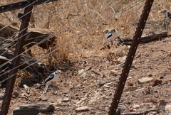 Prionops plumatus poliocephalus