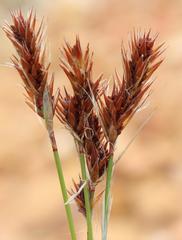 Thamnochortus lucens