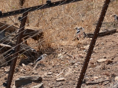 Prionops plumatus poliocephalus