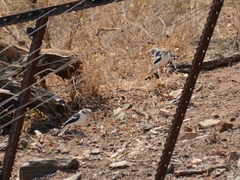 Prionops plumatus poliocephalus