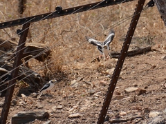 Prionops plumatus poliocephalus