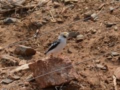 Prionops plumatus poliocephalus