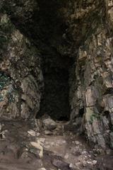 Blechnum australe australe