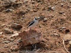 Prionops plumatus poliocephalus