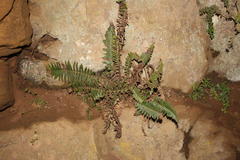 Blechnum australe australe