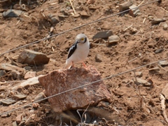 Prionops plumatus poliocephalus