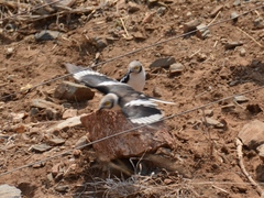 Prionops plumatus poliocephalus