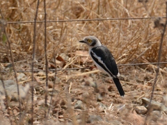 Prionops plumatus poliocephalus