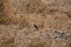 Prionops plumatus poliocephalus