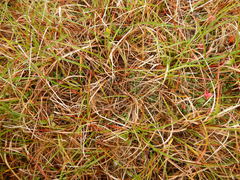 Carex bigelowii arctisibirica