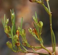 Centella thesioides