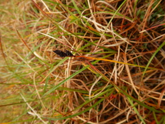 Carex bigelowii arctisibirica