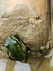 Dendropsophus luddeckei