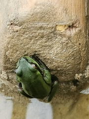 Dendropsophus luddeckei