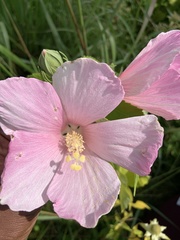 Hibiscus moscheutos