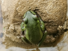 Dendropsophus luddeckei