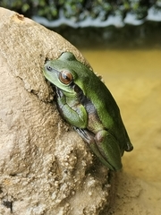 Dendropsophus luddeckei