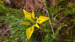 Moraea macronyx