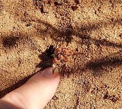 Hellmuthia membranacea