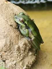 Dendropsophus luddeckei