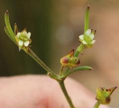 Centella thesioides