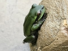 Dendropsophus luddeckei