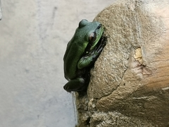 Dendropsophus luddeckei