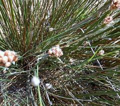 Hellmuthia membranacea