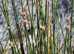 Hellmuthia membranacea