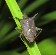 Proxys albopunctulatus