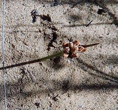 Hellmuthia membranacea