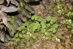 Wimmerella pygmaea