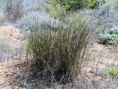 Hellmuthia membranacea