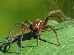 Dolomedes striatus