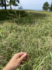 Sporobolus rigidus magnus